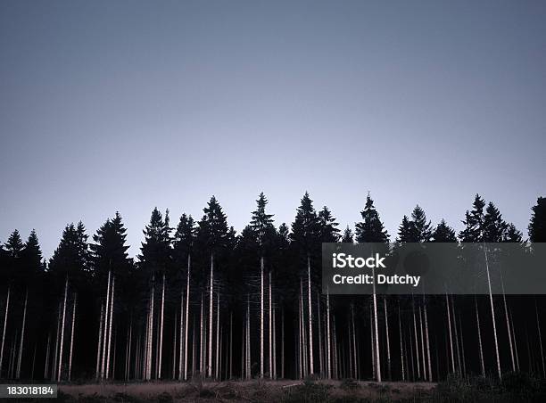Ряд Деревьев Сосны В Бельгийских Арденны — стоковые фотографии и другие картинки Сосна - Сосна, Арденнский лес, Бельгия