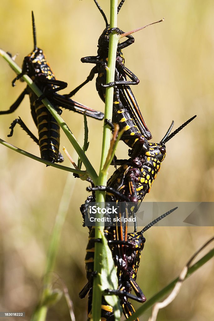 Locusts - Photo de Animaux nuisibles libre de droits