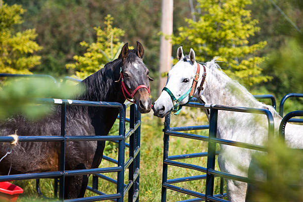 istock Kissing accross the fence 183018242