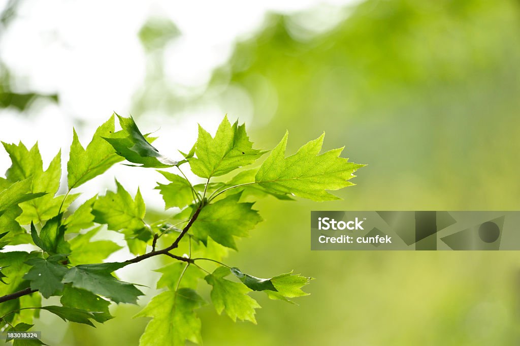 Der Frühling ist da - Lizenzfrei Abstrakt Stock-Foto