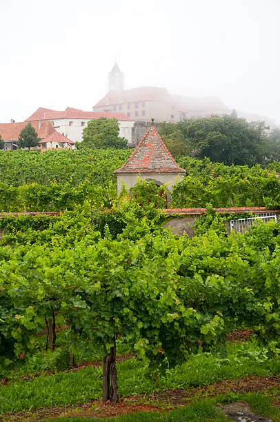 "The castle Riegersburg in southern Styria, Austria with vineyard in foreground in the autum mist."