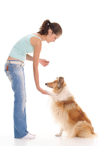 istock Girl and dog in training 183018387