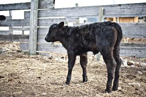 A shot of a young calf in a penned area. shallow D.O.F. focus is on the calf's head/shoulders.