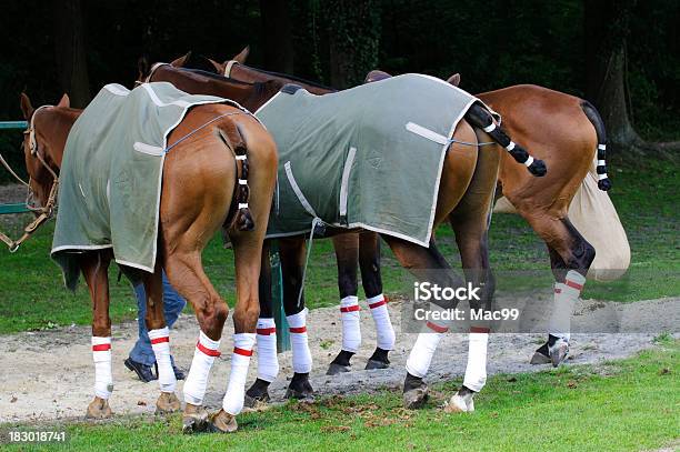 Polo Caballos Heaving Un Receso Foto de stock y más banco de imágenes de Caballo - Familia del caballo - Caballo - Familia del caballo, Polo - Deportes ecuestres, Equipo deportivo