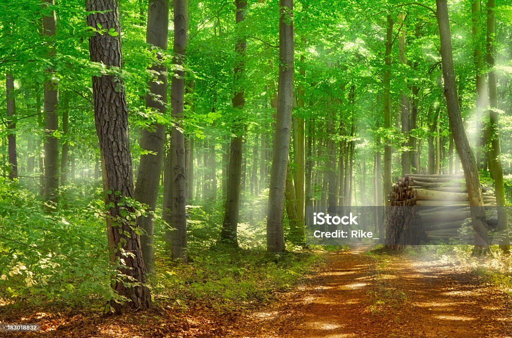 Hervorragende Beleuchtung in den grünen Wald - Lizenzfrei Baum Stock-Foto