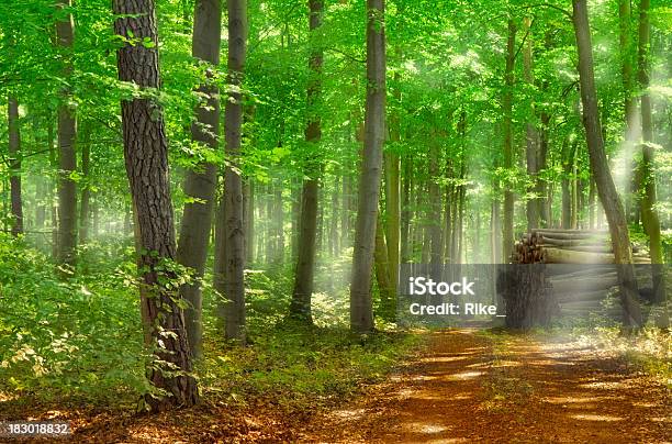 Photo libre de droit de Superbe Éclairage Dambiance Dans La Forêt Verte banque d'images et plus d'images libres de droit de Allemagne - Allemagne, Arbre, Bois