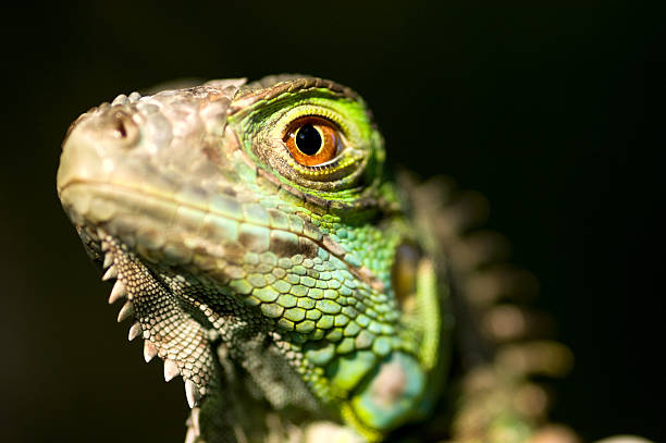 istock Green Iguana Close-up 183018898