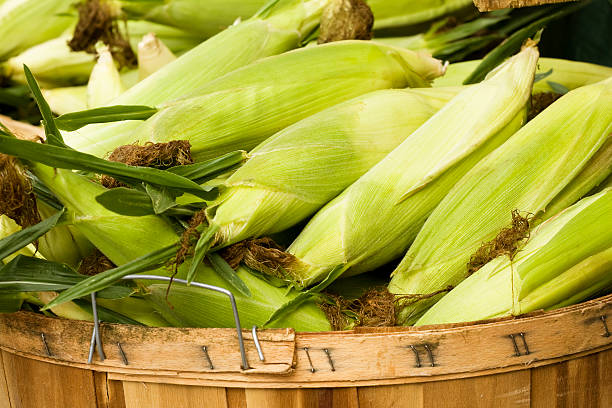 Bushel cesto di mais - foto stock