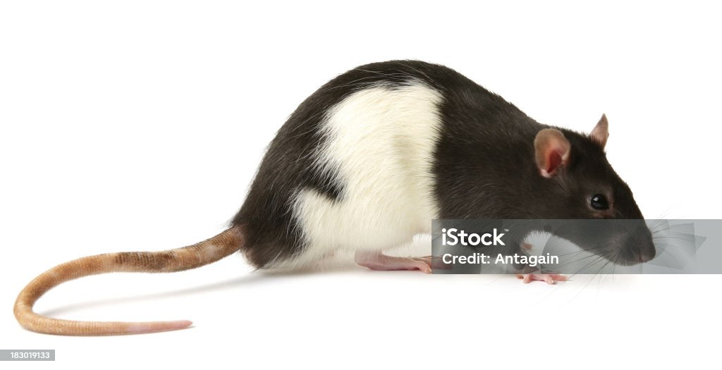 Ratte - Lizenzfrei Ratte Stock-Foto