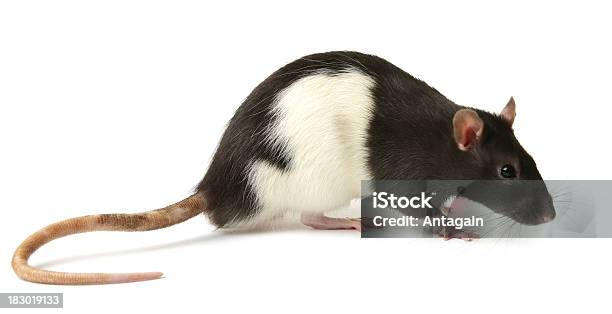 Ratte Stockfoto und mehr Bilder von Ratte - Ratte, Schwanz, Weißer Hintergrund