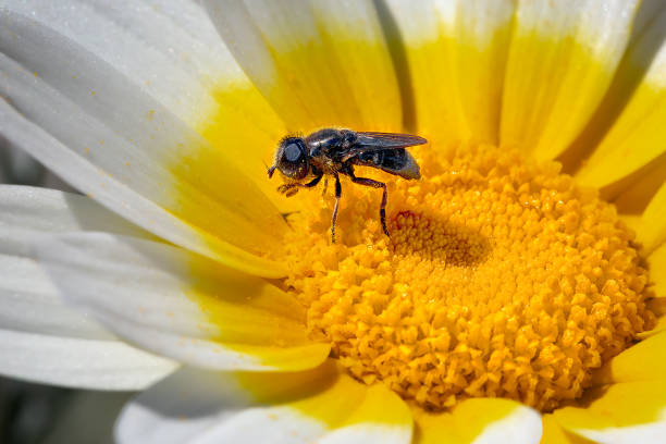 istock Closeup from a tiny fly eatting pollen from a daisy, in Greece 1830194235