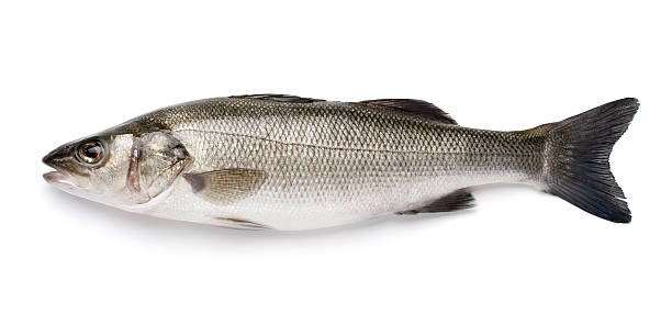 istock Sea Bass with Clipping Path 183019497