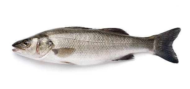 Sea Bass with Clipping Path Fresh fish isolated in a white background &#8211; isolated with Clipping Path freshwater bass stock pictures, royalty-free photos & images