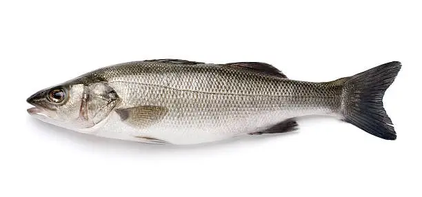 Fresh fish isolated in a white background &#8211; isolated with Clipping Path