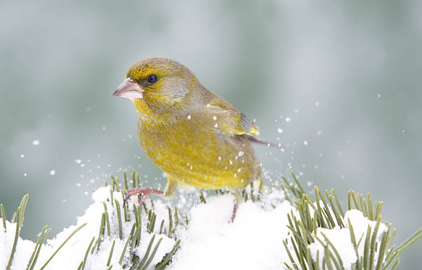 greenfinch w warunkach zimowych - chloris zdjęcia i obrazy z banku zdjęć