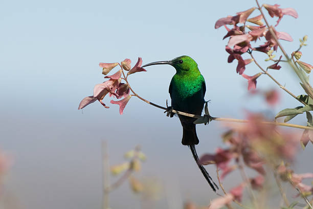 Malachite Sunbird "Male Malachite Sunbird.  Namaqualand, Northern Cape, South Africa" fynbos photos stock pictures, royalty-free photos & images