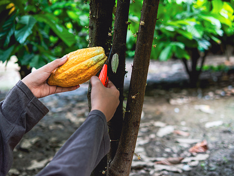 Close-up hands of a cocoa farmer use pruning shears to cut the cocoa pods or fruit ripe yellow cacao from the cacao tree. Harvest the agricultural cocoa business produces.