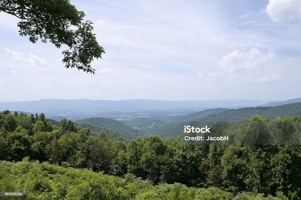 Shenandoah Valley - Foto de stock de Arbusto royalty-free
