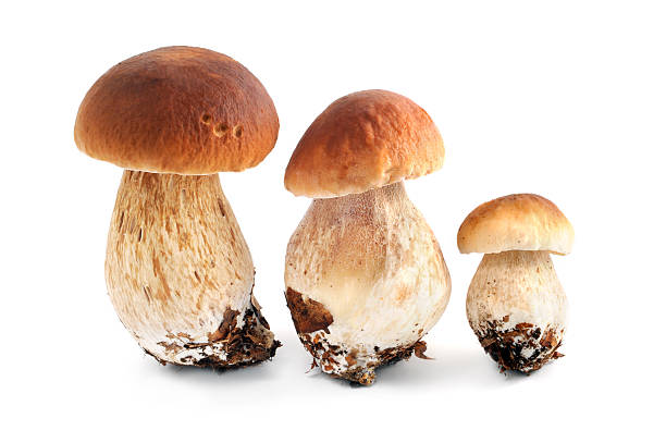 istock Steinpilz (boletus edulis) - porcini mushroom 183020338