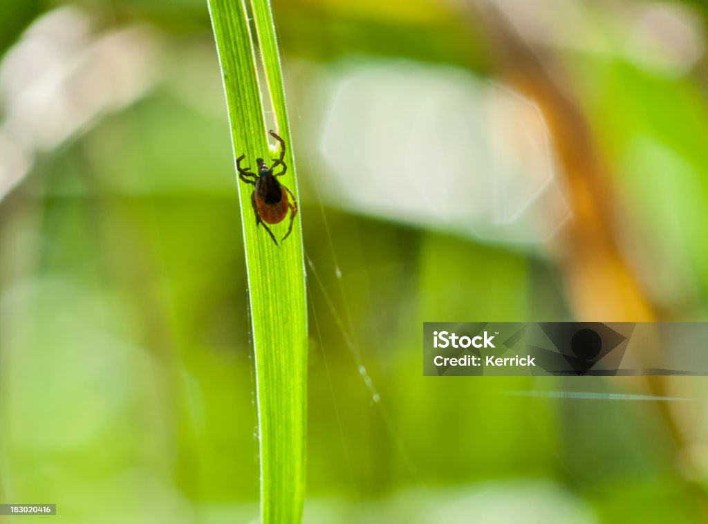 Erwachsener Häkchen (Ixodes scapularis) auf Gras-Natur Aufnahme - Lizenzfrei Abwarten Stock-Foto