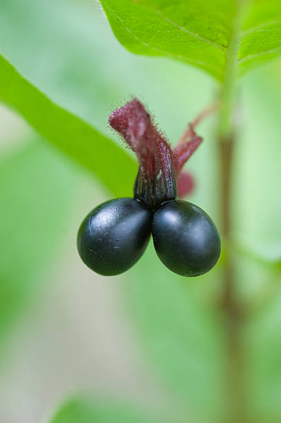istock Black Twin Berry, Lonicera involucrata 183020523