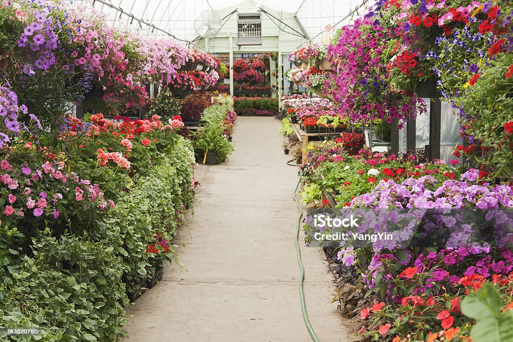 中央の通期フラワーの花の庭園、窓辺のバスケットの温室表示 - 園芸店のロイヤリティフリーストックフォト