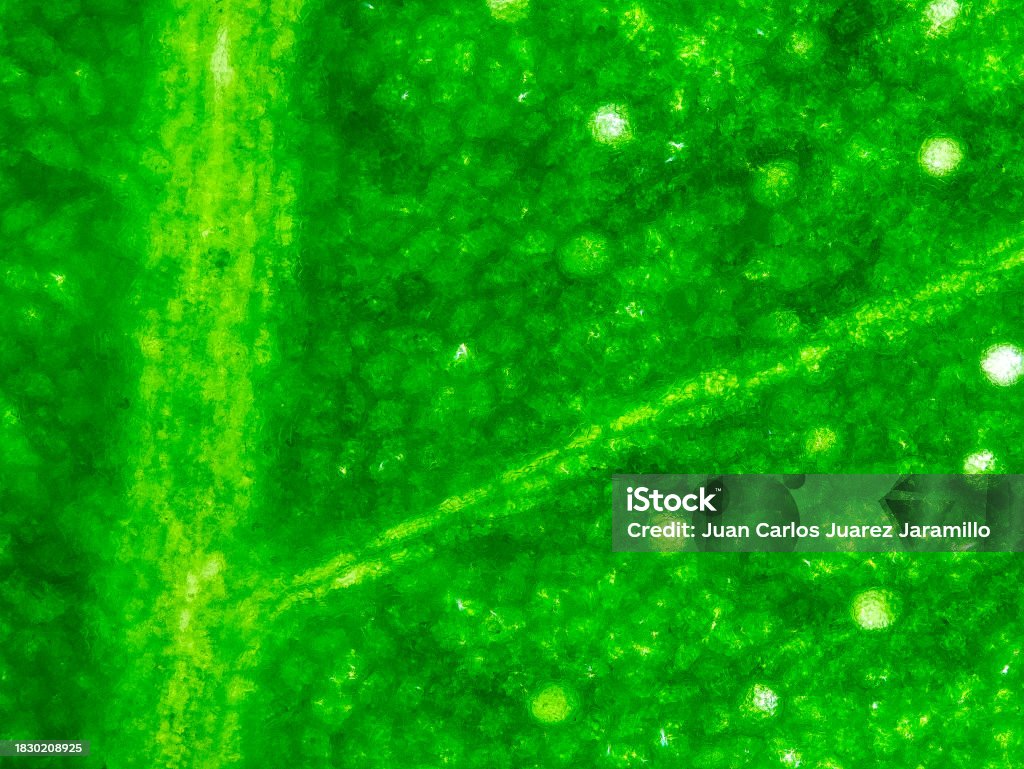 Microscope In Tree Ficus Tree Leaf Under The Microscope Optical Microscope X100 ...