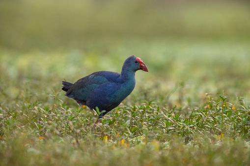 Grey hooded swamp hen