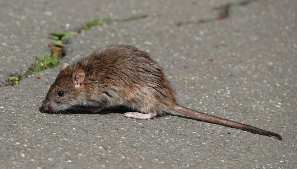 istock A brown rat, rattus norvegicus, looking for food on a footpath. 1830212868