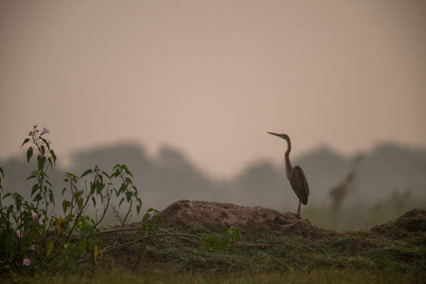 Indian pond heron , grey heron purple heron are catching fish from the ponds and wetlands of Pakistan