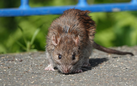 A brown rat sniffing out food on a footpath.