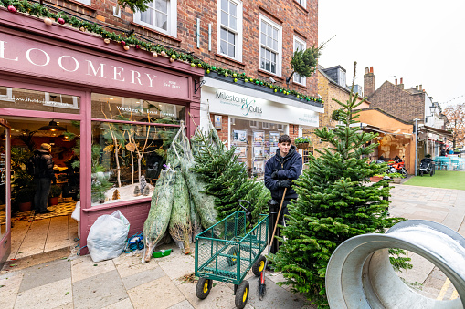 Twickenham, UK. 2 December 2023.  A young man selling Christmas trees on Church Street in Twickenham
