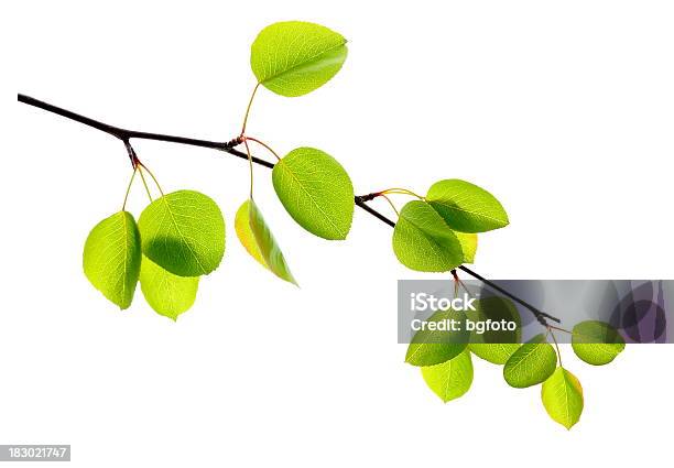 Apple Лифс — стоковые фотографии и другие картинки Ветвь - часть растения - Ветвь - часть растения, Лист, Дерево