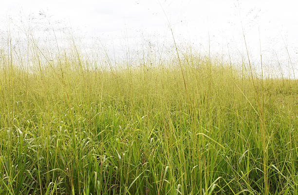 tall herbe dans le champ - grass tall timothy grass field photos et images de collection