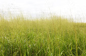 Tall grass in a field
