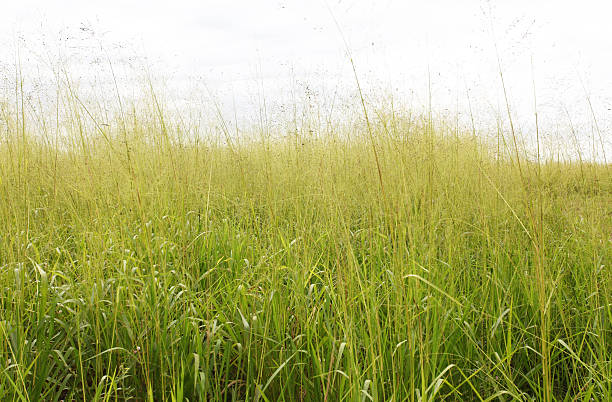 высокие трава в поле - grass tall timothy grass field стоковые фото и изображения