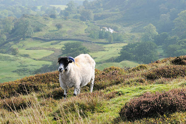istock sheep on North York moors, England 183021990