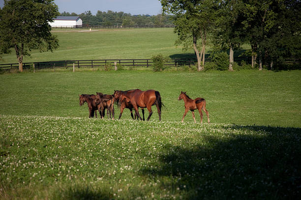 Horse Mothers and Babies stock photo