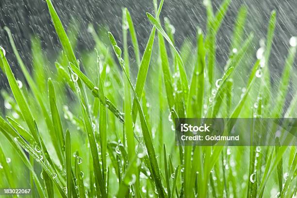 Chuva - Fotografias de stock e mais imagens de Agricultura - Agricultura, Alimentação Saudável, Antioxidante