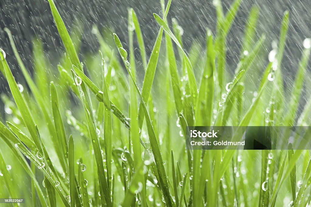 Дождь - Стоковые фото Антиоксидант роялти-фри