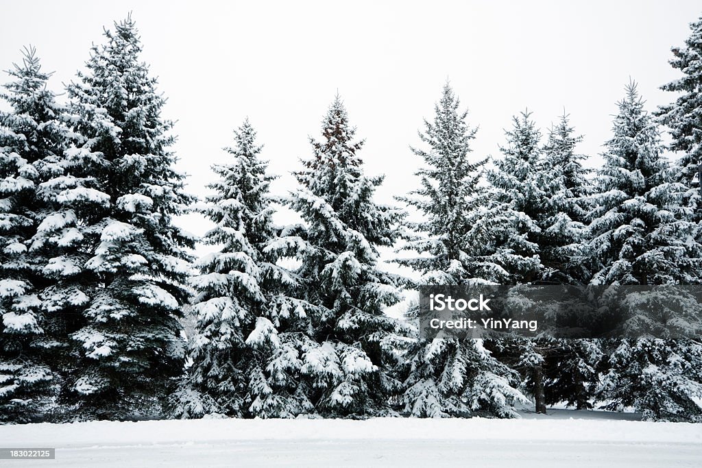 Winter, Schnee, die Evergreen Kiefer Holz Wald Landschaft, Minnesota - Lizenzfrei Schnee Stock-Foto