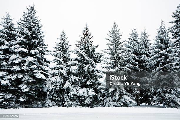 Winter Schnee Die Evergreen Kiefer Holz Wald Landschaft Minnesota Stockfoto und mehr Bilder von Schnee