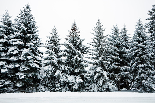 Winter Snow Covering Evergreen Pine Tree Woods Forest Landscape, Minnesota