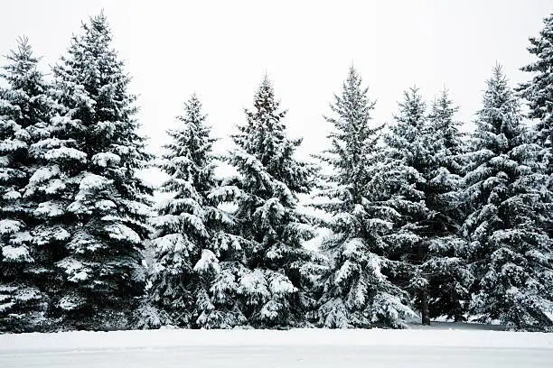Photo of Winter Snow Covering Evergreen Pine Tree Woods Forest Landscape, Minnesota