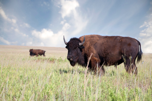 A buffalo on the Great Plains. Shot with a Canon 5d.