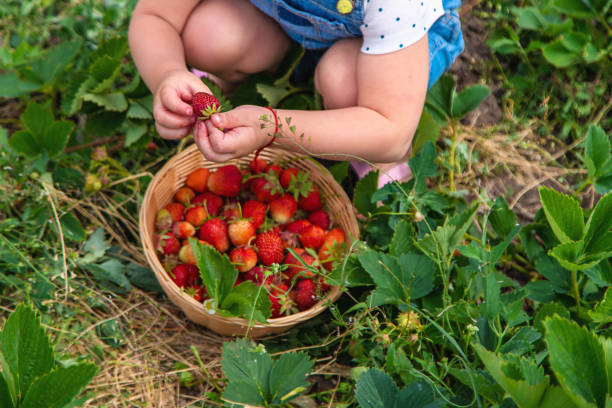 istock A child eats strawberries in the garden. Selective focus. 1830222265