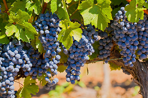 rote weintrauben am weinstock - vineyard ripe crop vine stock-fotos und bilder