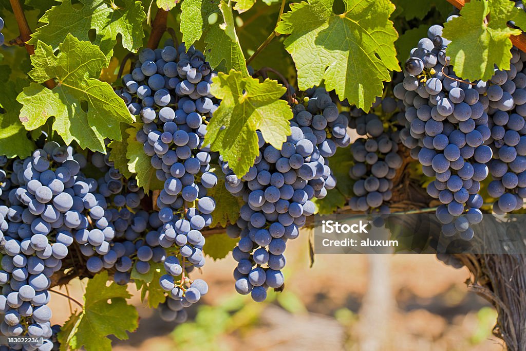 Rojo uvas en la vid - Foto de stock de Uva libre de derechos