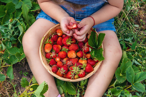 A child eats strawberries in the garden. Selective focus. Food.