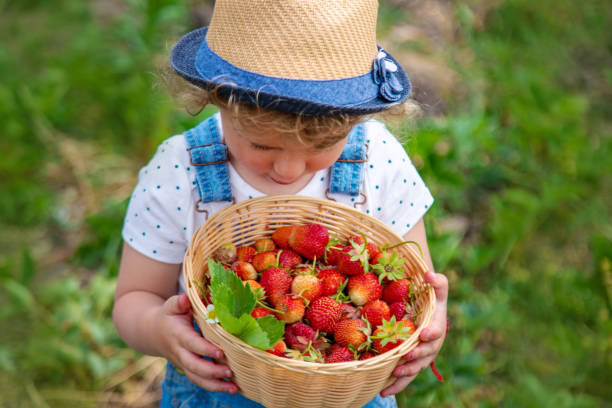 istock A child eats strawberries in the garden. Selective focus. 1830222812